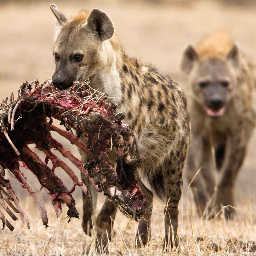 iStock_000011168180Medium_Namibia_EC.jpg