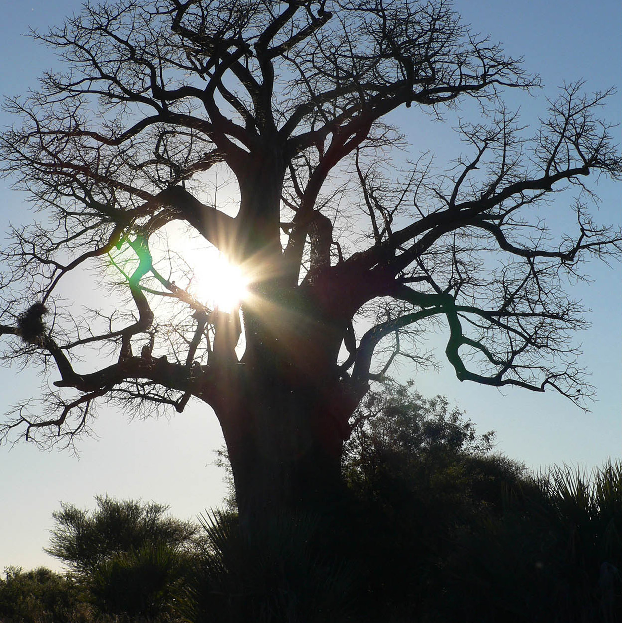 mahango_tree_Namibia_EC.jpg