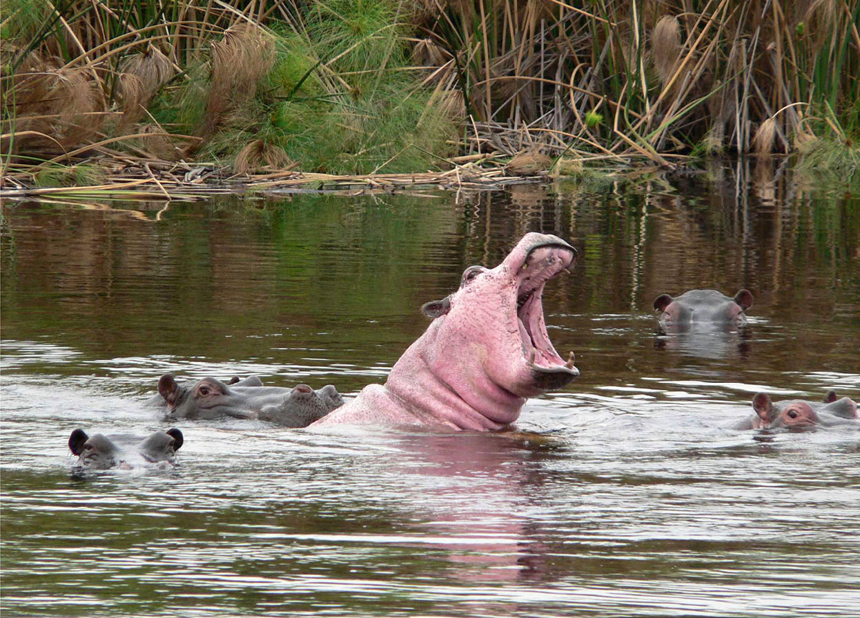 pinky_Namibia_EC.jpg