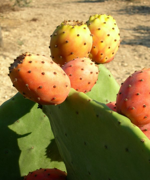 cactus-412935_1920.jpg