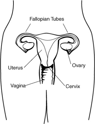 Figure 1.1. Female reproductive system