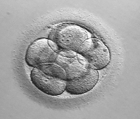 Figure 1.4. Blastocyst