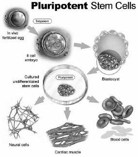 Figure 16.1. Pluripotent stem cells