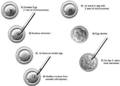 Figure 16.2. Somatic cell nuclear transfer