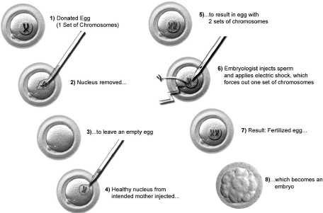 Figure 16.3. Manufacturing eggs