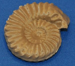 fossil-model.jpg