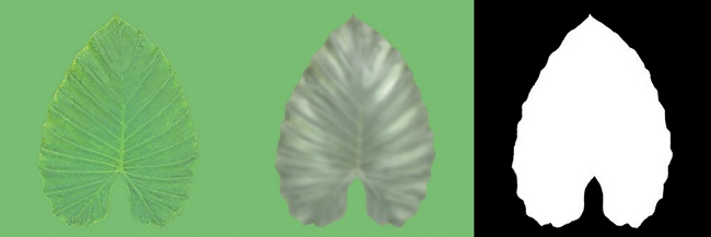 The textures for a single leaf, from left to right: diffuse, specular, and alpha. These textures are used on my IvyGen mesh.