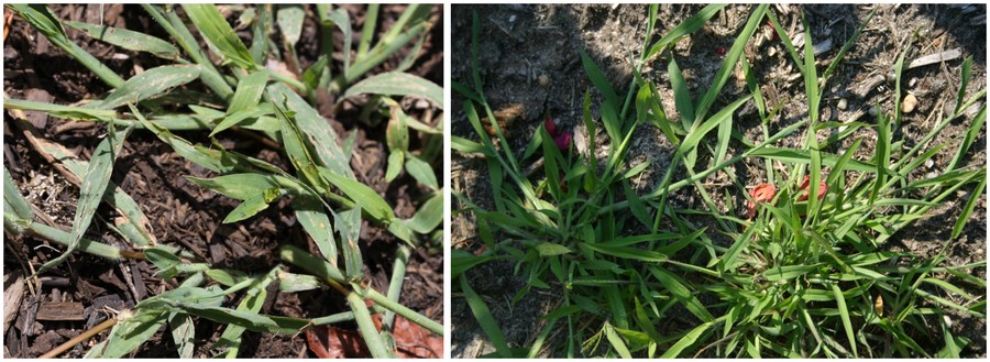 C:\Users\Nancy Peters\Desktop\Weeds named\crabgrass\vein stolon.JPG