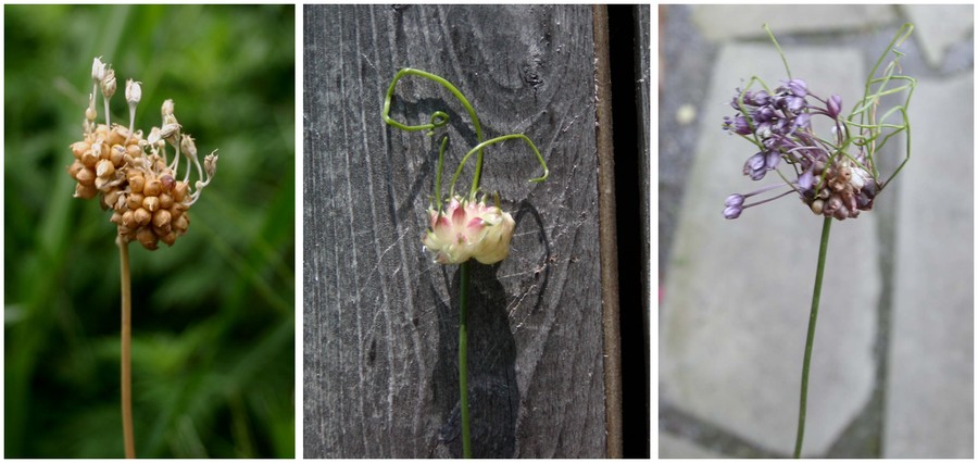 C:\Users\Nancy Peters\Desktop\Weeds named\allium\allium sdhd joe.jpg