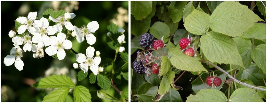 C:\Users\Nancy Peters\Desktop\Weeds named\bramble\bramb3.jpg