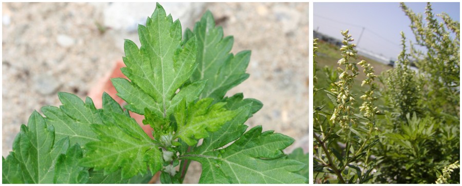 C:\Users\Nancy Peters\Desktop\Weeds named\mugwort\05 leaf closeup.jpg