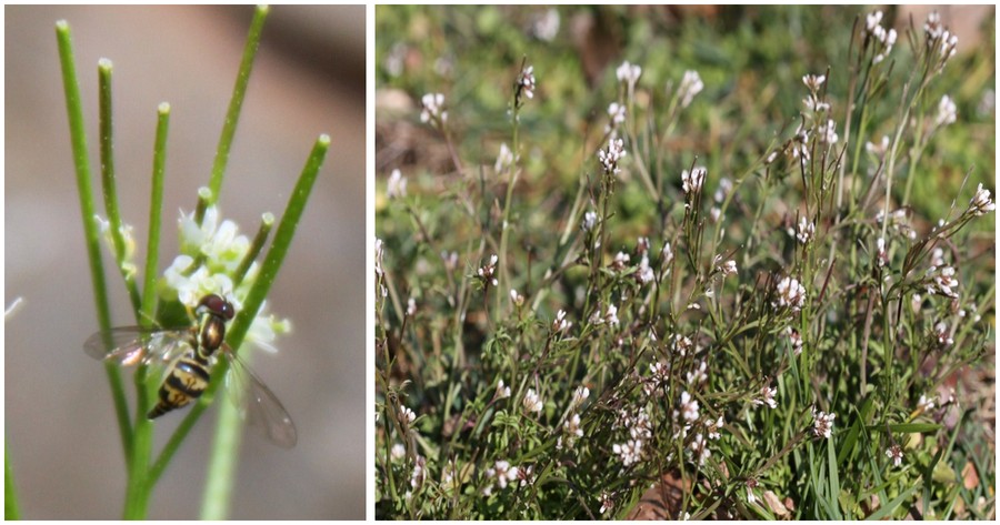 C:\Users\Nancy Peters\Desktop\Weeds named\cardamine hirsu\card hirs bee.JPG