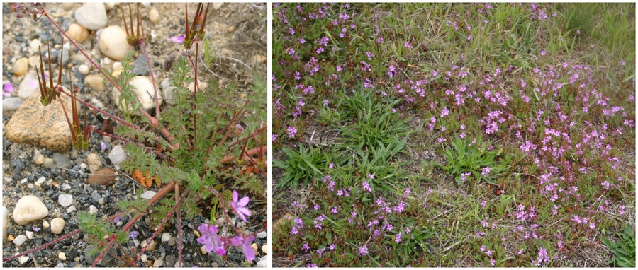 C:\Users\Nancy Peters\Desktop\Weeds named\ger filaree\IMG_4581.JPG