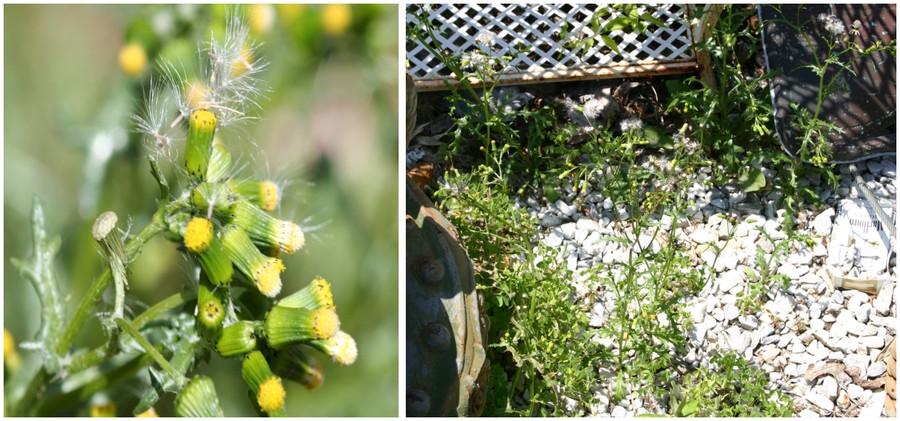 C:\Users\Nancy Peters\Desktop\Weeds named\groundsel\close crop sdhd flw.JPG