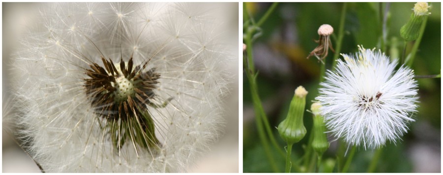 a dand puff achenes2