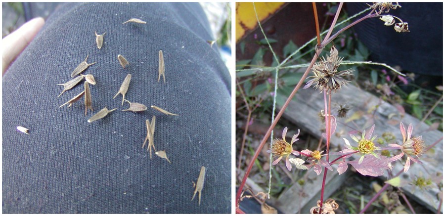 bidens stem sdhd flw.jpg