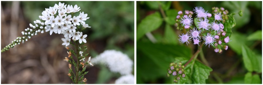 C:\Users\Nancy Peters\Desktop\Weeds named\lysimachia\goosenk l.jpg