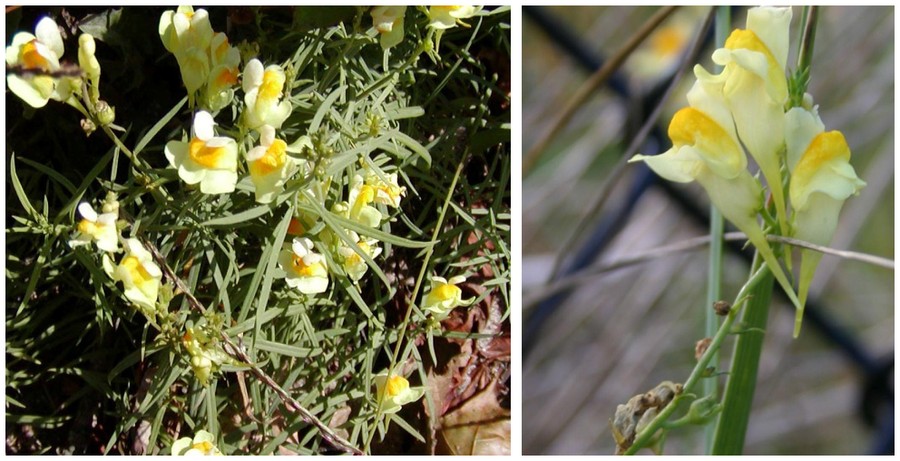 C:\Users\Nancy Peters\Desktop\Weeds named\linaria\cl nectar spur.jpg