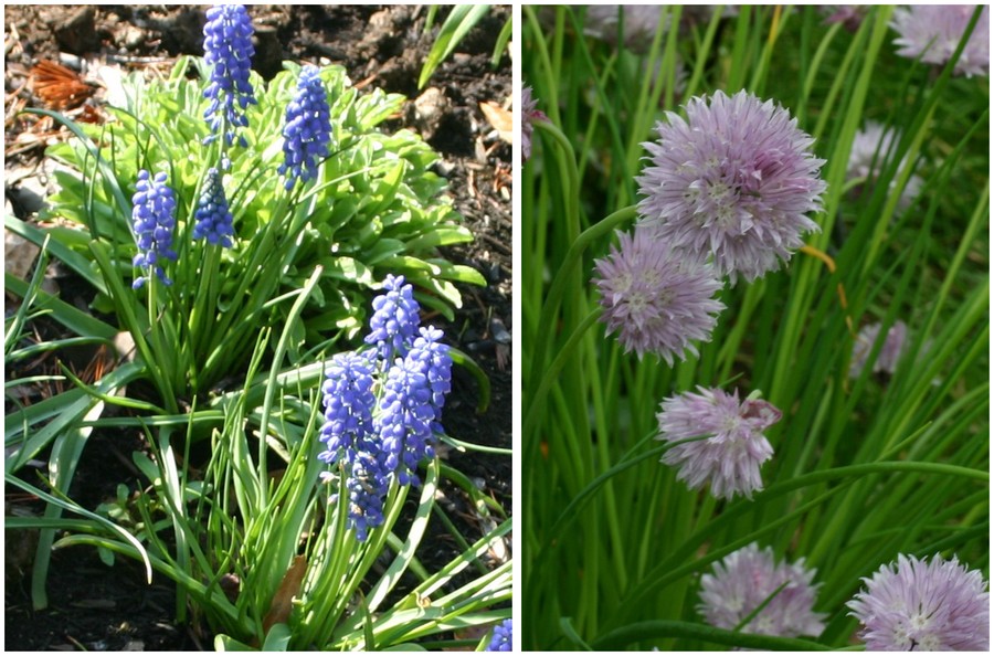 C:\Users\Nancy Peters\Desktop\Garden Photos\Spring in Spotsylvania (2008)\muscari.JPG