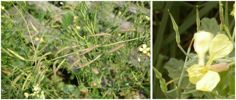 wild rad beans gr br fl