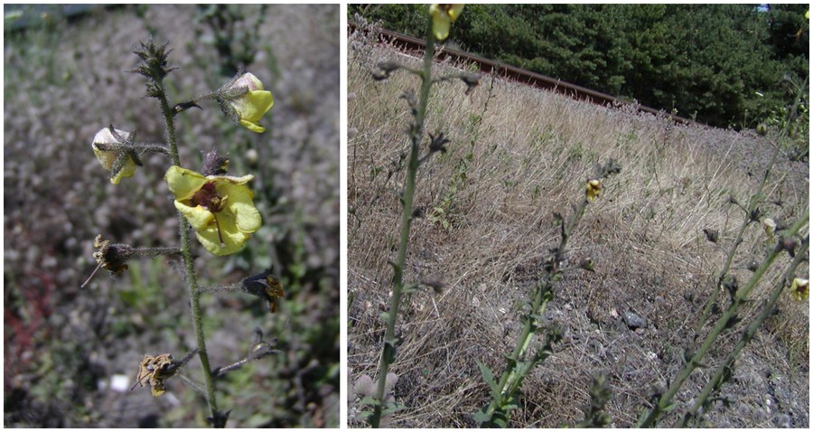 C:\Users\Nancy Peters\Desktop\Weeds named\hyosycamus\hyosycamus1a.jpg