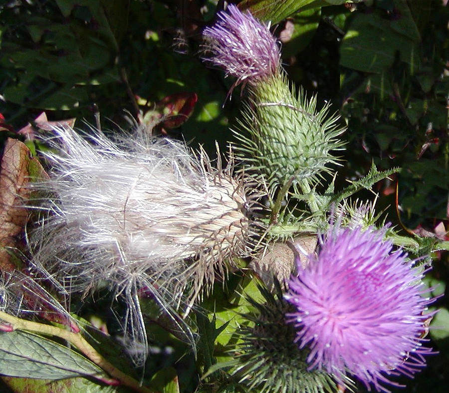 a playbull thistle flwrhds