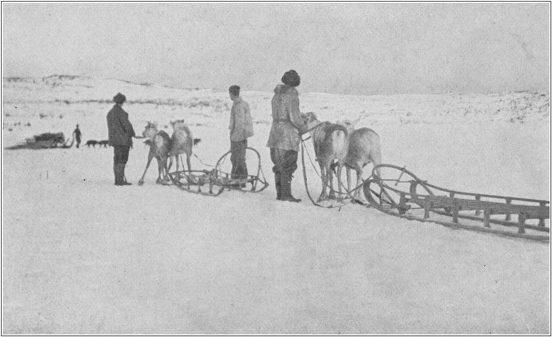 Reindeer Teams Meeting A Dog Team