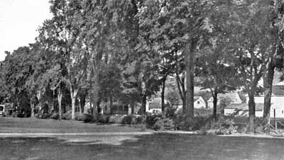 Fences masked by shrubbery