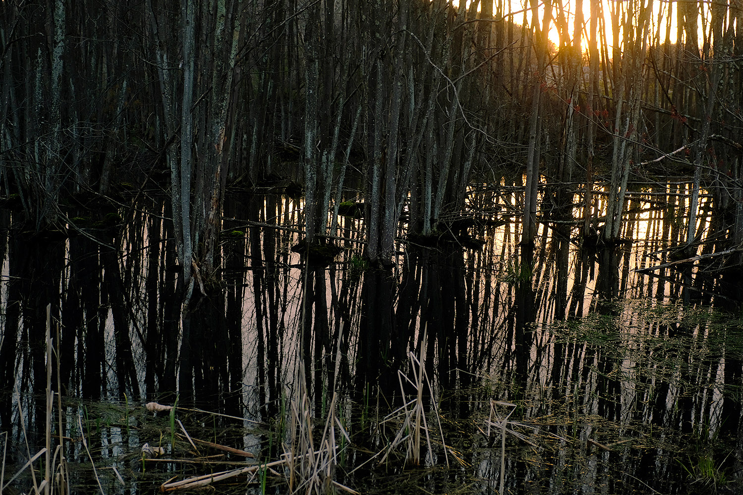 Wetland at sunset