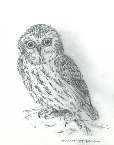 Saw Whet Owl