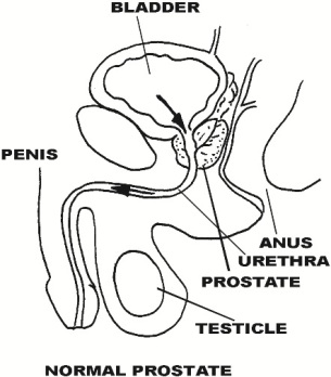 Normal Prostrate