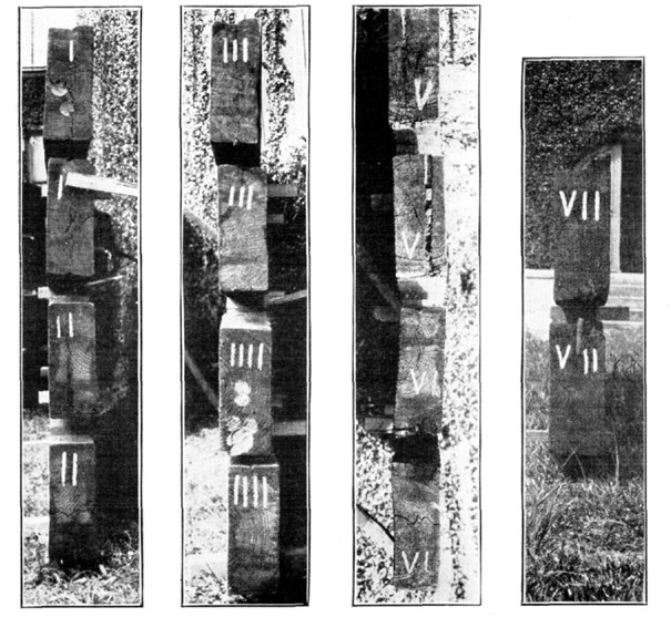 Plate I, Fig. 2.—End Views of Tested Timbers.