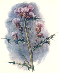 Creeping Thistle.