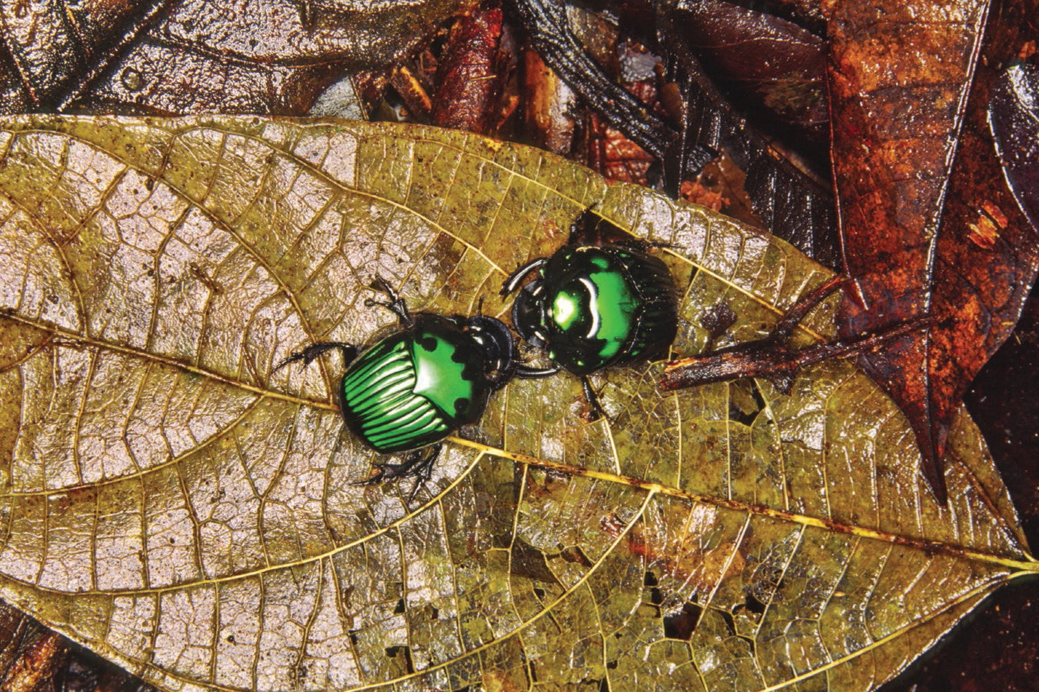 Green scarab beetles in the Peruvian...