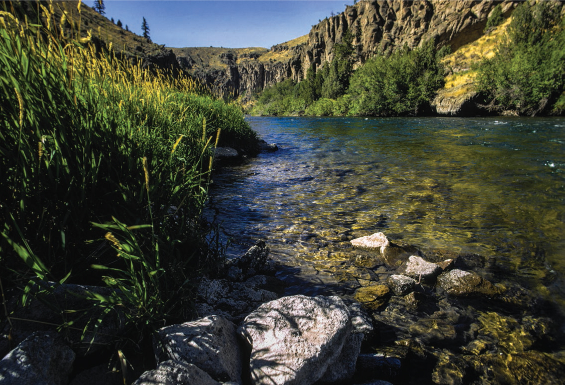 On a free-flowing river, plants...