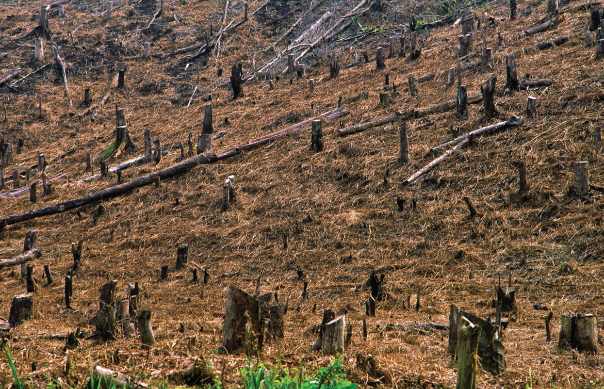 In Borneo, vast acreages have been...