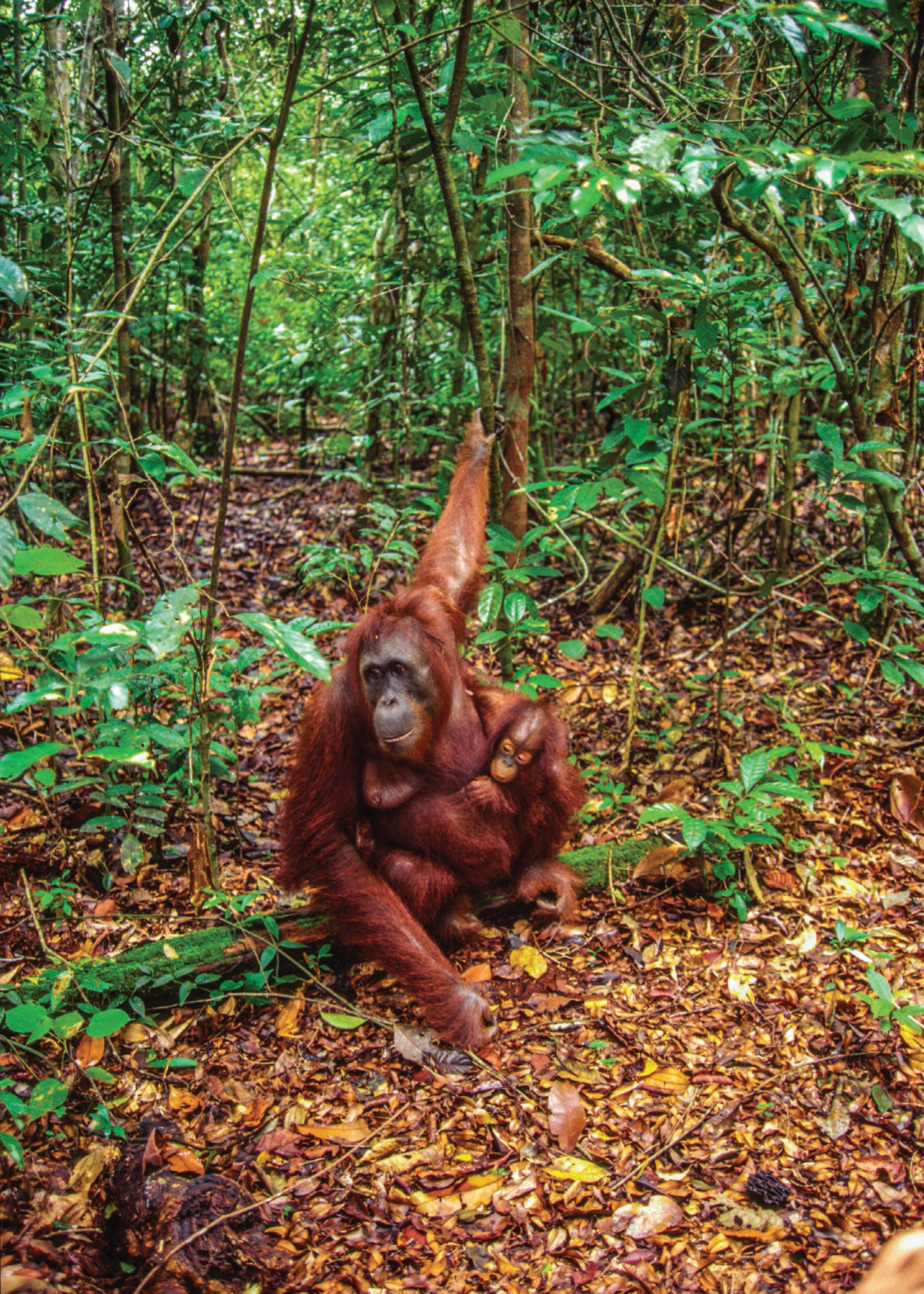 The habitat loss...