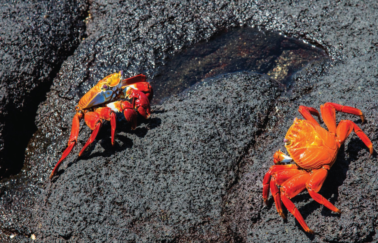 These Sally Lightfoot crabs in the...