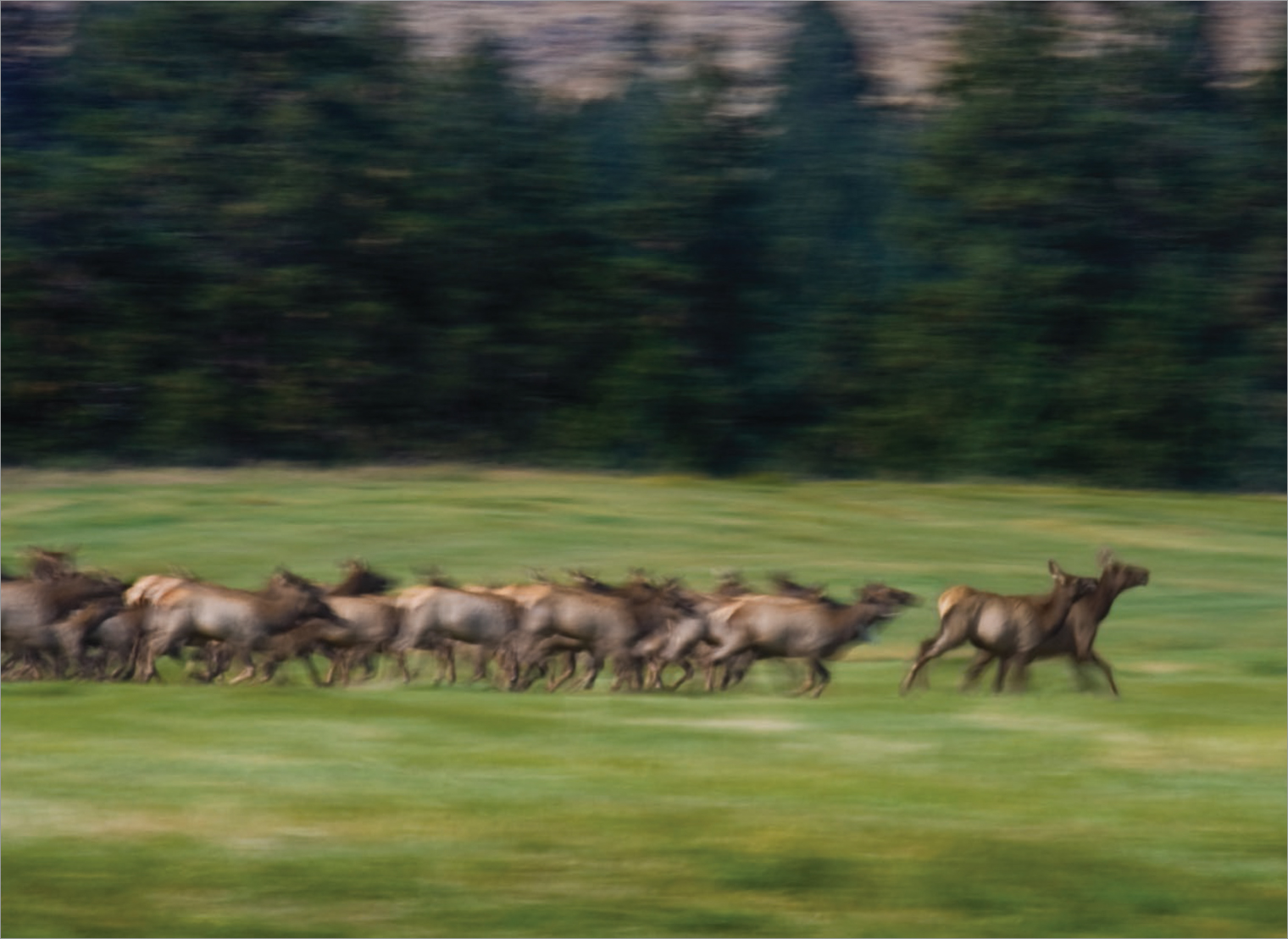 The elk herd...