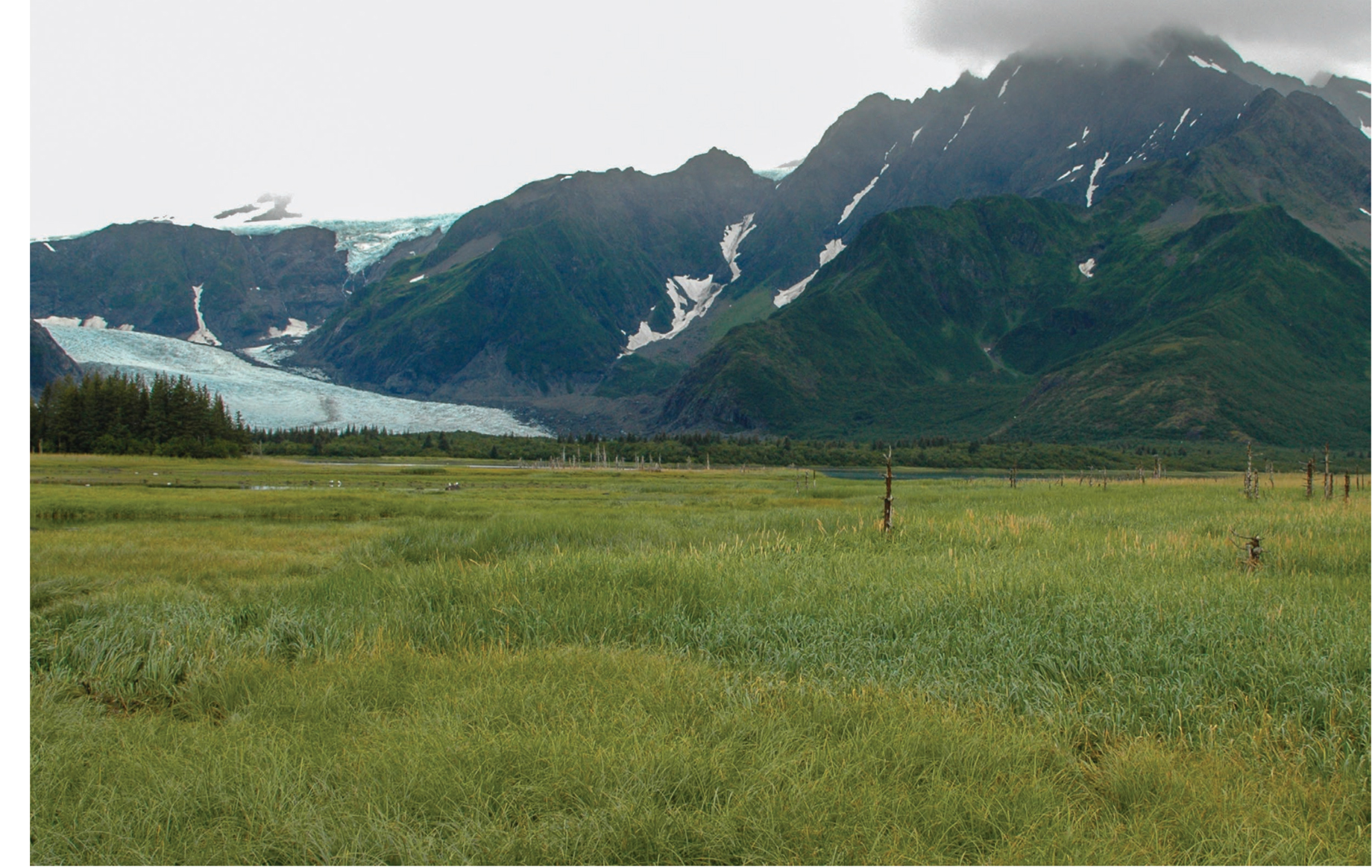 Pederson Glacier in...