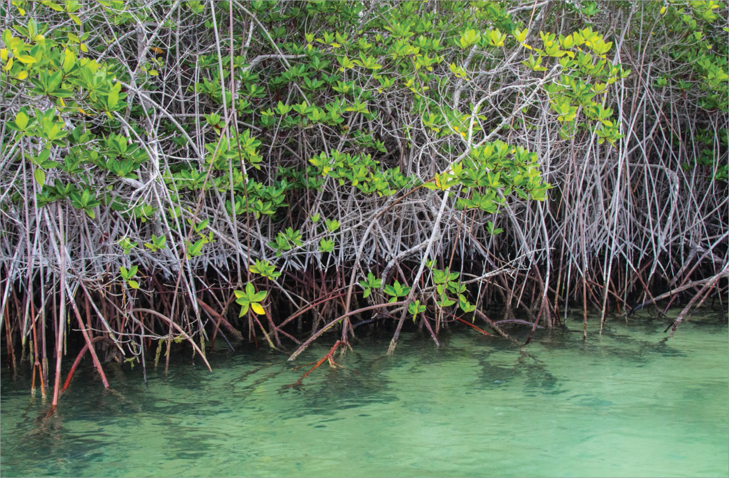 Coastal mangroves provide...