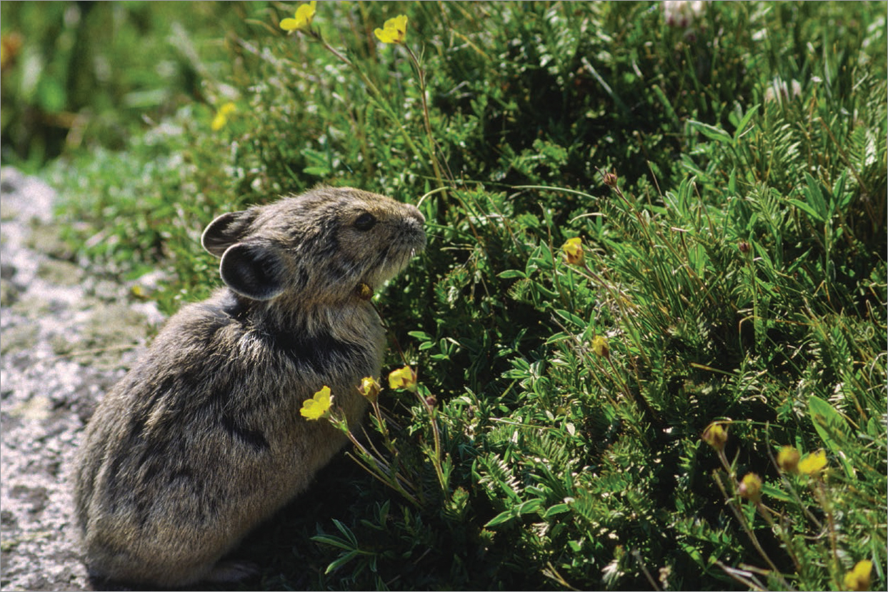 The American pika...