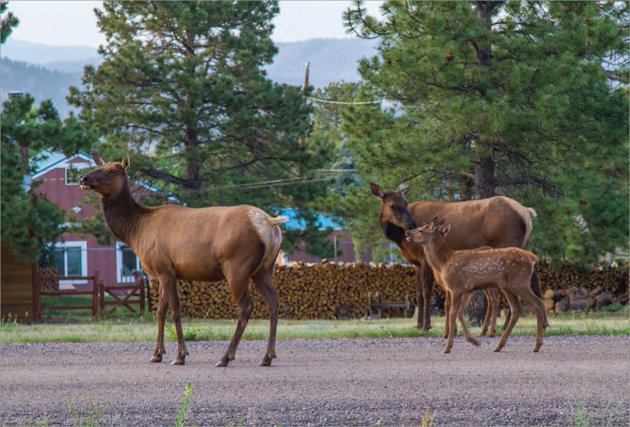 Elk in the...