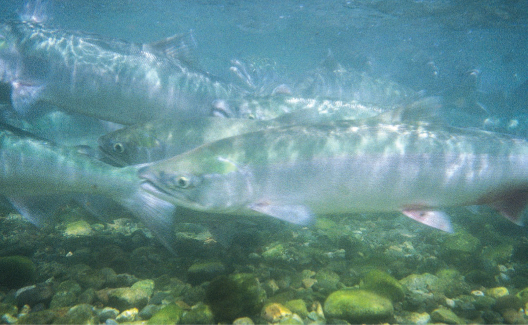 Salmon migrating upstream...