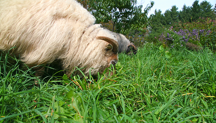 4-14_Tall_Grass_Grazing.tif