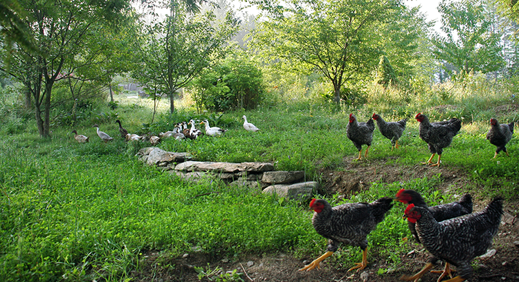 4-22_Birds_Terracing.tif