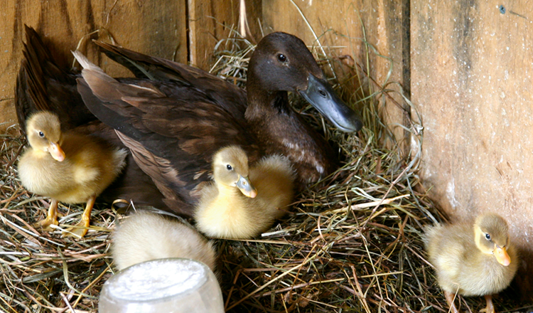 4-29_Duck_Babies.tif