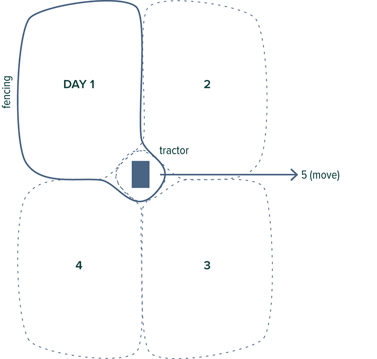 4-31_Chicken_Rotation.tif