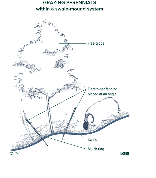 4-35_Grazing_Perennials.tif