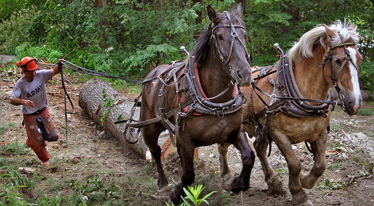 6-15_Horse_Logging.tif